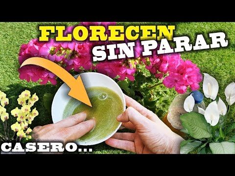 Guía para Comprar una Casa en Cubillos del Sil
